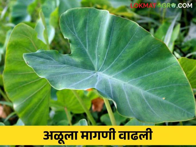 Demand for aalu leaves has increased How are you getting the market rate? | अळूच्या पानांना मागणी वाढली शेकडा कसा मिळतोय दर