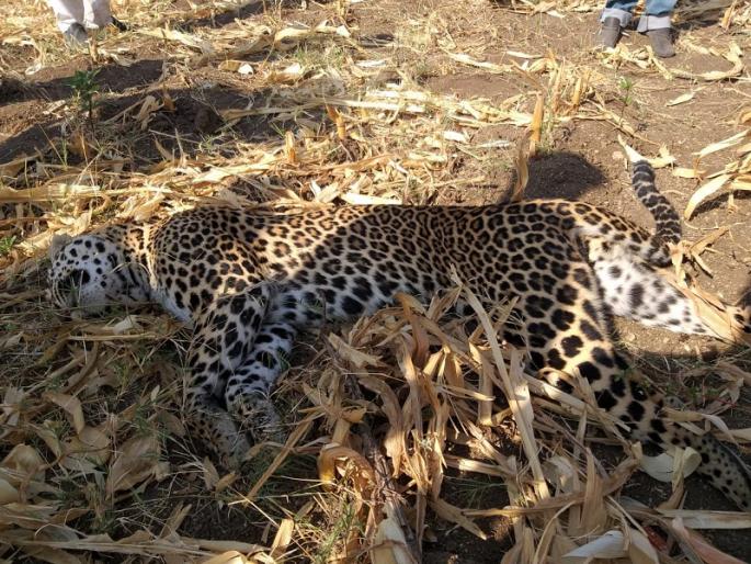 Thirsty Leopard die due to consumption of chemical water in farm | तहानलेल्या बिबट्याचा शेतातील रसायनयुक्त पाणी पिल्याने तडफडून मृत्यू 