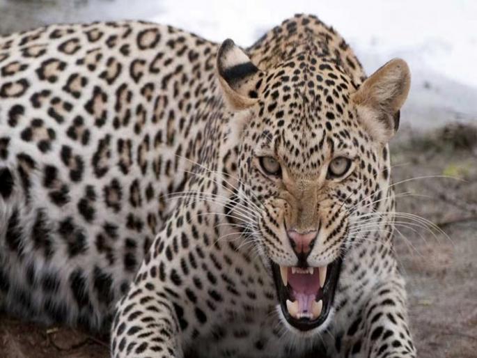 Female leopards to be neutered! Efforts underway by Forest Department: Proposal sent to Center | मादी बिबटची नसबंदी होणार ! वन विभागाकडून प्रयत्न सुरू : केंद्राकडे पाठवला प्रस्ताव Female leopards to be neutered! Efforts underway by Forest Department: Proposal sent to Center | मादी बिबटची नसबंदी होणार ! वन विभागाकडून प्रयत्न सुरू : केंद्राकडे पाठवला प्रस्ताव
