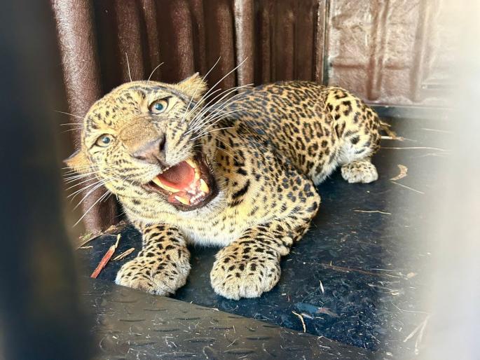 pune news female leopard captured in Jagtap settlement area of Talegaon Dhamdhere; Relief to citizens | तळेगाव ढमढेरेतील जगताप वस्ती परिसरात मादी बिबट्या जेरबंद; नागरिकांना दिलासा pune news female leopard captured in Jagtap settlement area of Talegaon Dhamdhere; Relief to citizens | तळेगाव ढमढेरेतील जगताप वस्ती परिसरात मादी बिबट्या जेरबंद; नागरिकांना दिलासा
