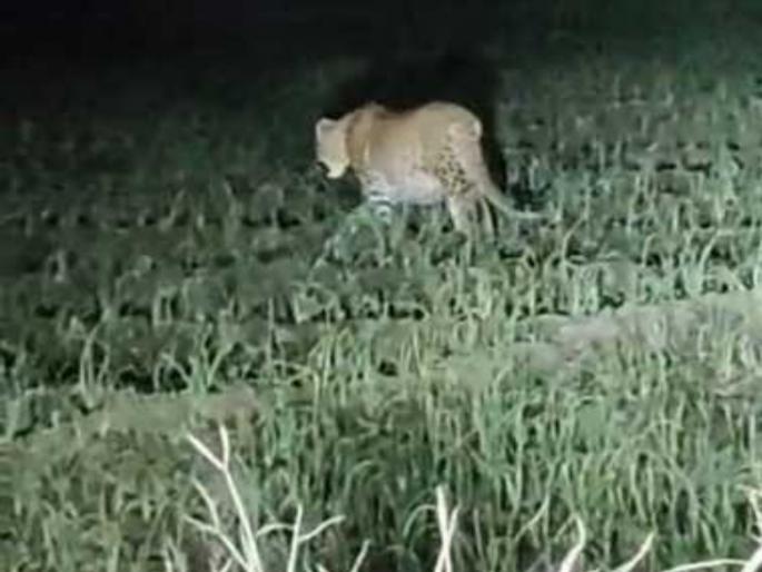 pune news frequent sightings of leopard in Gulunchwadi concerns for safety increased | गुळूंचवाडीमध्ये बिबट्याचे वारंवार दर्शन, सुरक्षिततेसाठी चिंता वाढली