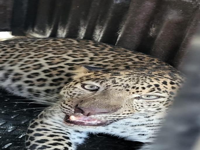 pune news Leopard captured at Babitamala in Otur Junnar | Leopard News: ओतूरच्या बाबीतमळा येथे बिबट जेरबंद pune news Leopard captured at Babitamala in Otur Junnar | Leopard News: ओतूरच्या बाबीतमळा येथे बिबट जेरबंद