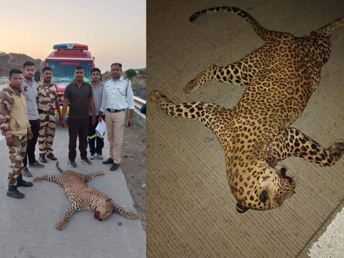Leopard killed in collision with unknown vehicle on Samruddhi Highway at Chhatrapati Sambhajinagar | समृद्धी महामार्गावर अज्ञात वाहनाच्या धडकेत बिबट्या ठार; पहाटेच्या सुमारास घडली घटना Leopard killed in collision with unknown vehicle on Samruddhi Highway at Chhatrapati Sambhajinagar | समृद्धी महामार्गावर अज्ञात वाहनाच्या धडकेत बिबट्या ठार; पहाटेच्या सुमारास घडली घटना
