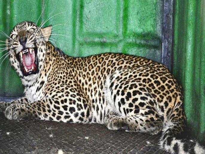 91 leopard in cage, but where to release the?; Forest department in trouble, TTC full with all rescue center | ९१ बिबटे पिंजऱ्यात, पण ते सोडायचे कोठे?; वनविभागापुढे पेच, सर्व रेस्क्यू सेंटरसह टीटीसी फुल 91 leopard in cage, but where to release the?; Forest department in trouble, TTC full with all rescue center | ९१ बिबटे पिंजऱ्यात, पण ते सोडायचे कोठे?; वनविभागापुढे पेच, सर्व रेस्क्यू सेंटरसह टीटीसी फुल