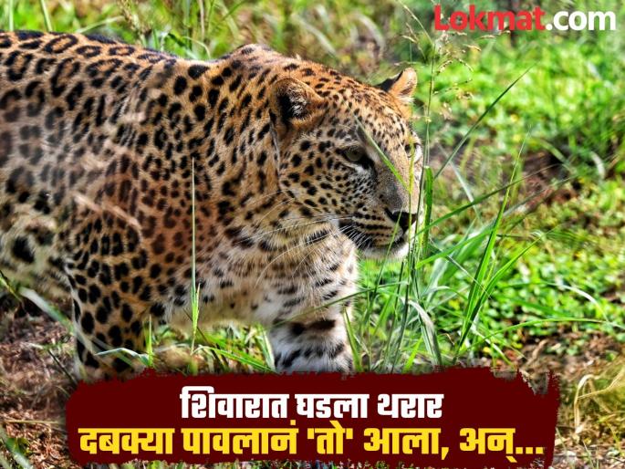 A leopard killed a granddaughter who was going to the field with her grandfather; a shocking incident in Nandurbar | आजोबांसोबत शेतात जाणाऱ्या नातीचा बिबट्यानं घेतला बळी; अंगावर शहारे आणणारी घटना A leopard killed a granddaughter who was going to the field with her grandfather; a shocking incident in Nandurbar | आजोबांसोबत शेतात जाणाऱ्या नातीचा बिबट्यानं घेतला बळी; अंगावर शहारे आणणारी घटना