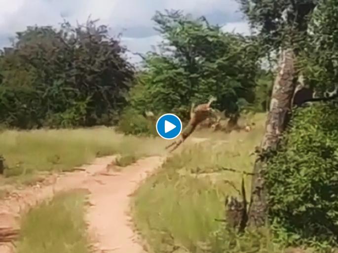 leopard catches it's prey in by flying in the air video goes viral on internet | Viral Video: थरारक! बिबट्याने हवेत केली हरणाची शिकार, व्हिडिओ पाहुन येईल अंगावर काटा leopard catches it's prey in by flying in the air video goes viral on internet | Viral Video: थरारक! बिबट्याने हवेत केली हरणाची शिकार, व्हिडिओ पाहुन येईल अंगावर काटा