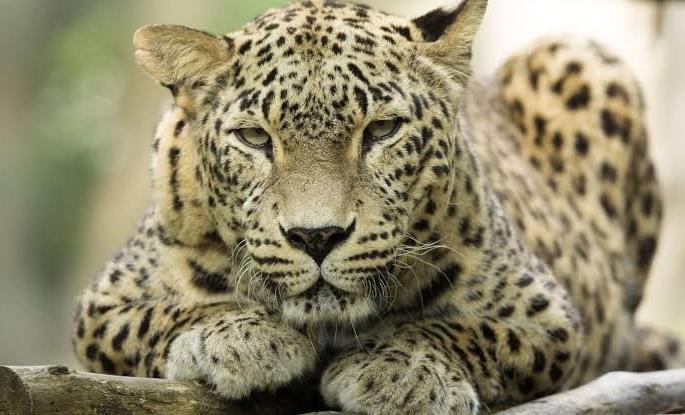 Leaopard found in Shingoli field | शिंगोली शिवारात बिबट्याचा वावर Leaopard found in Shingoli field | शिंगोली शिवारात बिबट्याचा वावर