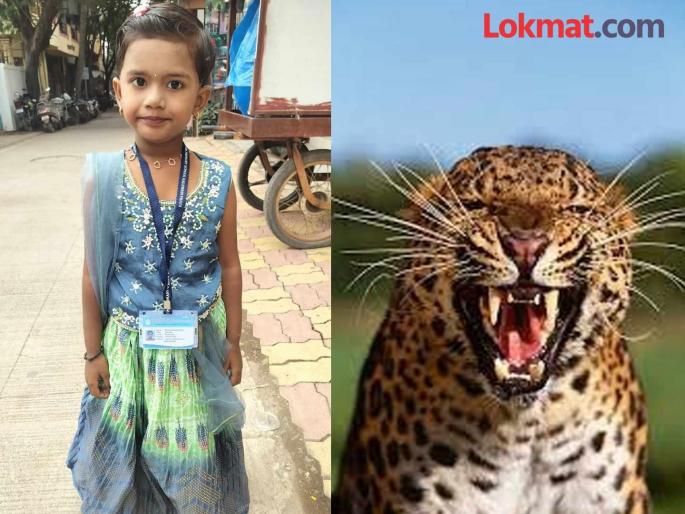 pune news five-year-old girl dies in leopard attack; Seventh casualty of attack; How many more innocent victims will there be?? | leopard attack : बिबट्याच्या हल्यात पाच वर्षाच्या चिमुकलीचा मृत्यू; हल्याची सातवी दुर्घटना;अजून किती निष्पाप बळी घेणार??
