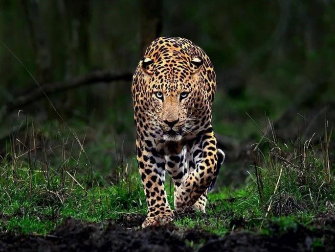 Leopard killed in collision with unknown vehicle in Kondhapuri | कोंढापुरीत अज्ञात वाहनाच्या धडकेत बिबट्या ठार Leopard killed in collision with unknown vehicle in Kondhapuri | कोंढापुरीत अज्ञात वाहनाच्या धडकेत बिबट्या ठार