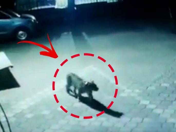 leopard in Gokuldhaam Goregaon captured in cctv video goes viral on social media | मुंबईत 'या' ठिकाणी बिल्डिंगखाली बिनधास्त फिरतोय बिबट्या, Video झाला व्हायरल leopard in Gokuldhaam Goregaon captured in cctv video goes viral on social media | मुंबईत 'या' ठिकाणी बिल्डिंगखाली बिनधास्त फिरतोय बिबट्या, Video झाला व्हायरल