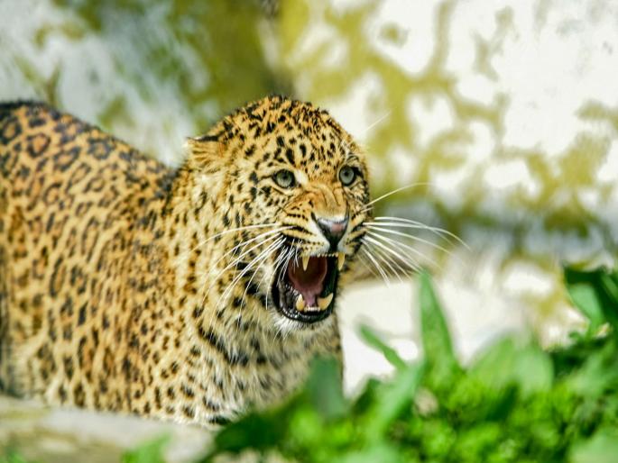 pimpari-chinchwad leopard enters Bhosale settlement in Charholi; attacks and kills dog | चऱ्होलीमधील भोसले वस्तीत बिबट्याचा शिरकाव; कुत्र्यावर हल्ला करून केले ठार