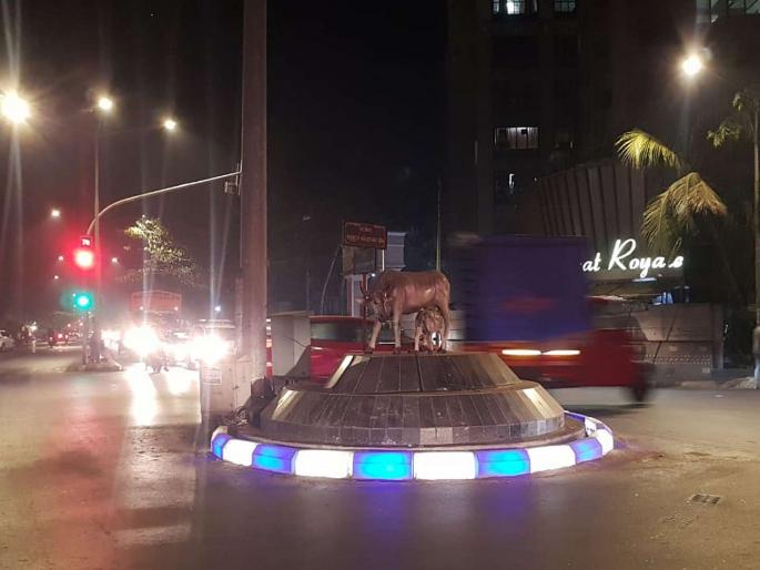 The LED interpreter adds to the beauty of Borivali | LED दुभाजकाने बोरिवलीच्या सौंदर्यात पडली भर, पालिकेची मुंबईतील पहिली नावीन्यपूर्ण योजना The LED interpreter adds to the beauty of Borivali | LED दुभाजकाने बोरिवलीच्या सौंदर्यात पडली भर, पालिकेची मुंबईतील पहिली नावीन्यपूर्ण योजना