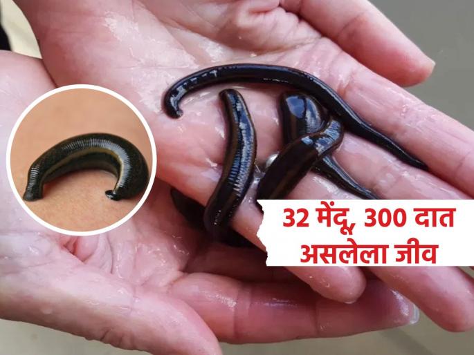 Interesting Facts : How leech have 32 brains, 300 teeth and 10 eyes | 32 मेंदू, ३०० दात असलेला जगातील अजब जीव; पाहा 'या' जीवाचं काय आहे नेमकं रहस्य Interesting Facts : How leech have 32 brains, 300 teeth and 10 eyes | 32 मेंदू, ३०० दात असलेला जगातील अजब जीव; पाहा 'या' जीवाचं काय आहे नेमकं रहस्य