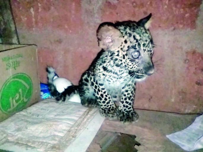 Merve Leopard's Pillu enters the house | मेर्वीत बिबट्याचे पिल्लू घुसले घरात