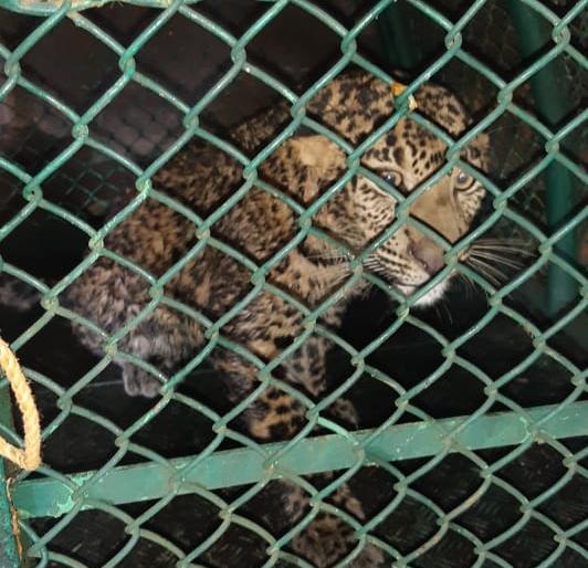 Bibeta rescues from a well in Khanu | खानू येथील विहिरीत पडलेल्या बिबट्याची सुटका Bibeta rescues from a well in Khanu | खानू येथील विहिरीत पडलेल्या बिबट्याची सुटका