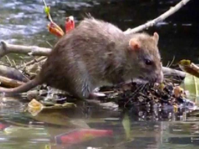 Careful, leprosy is spreading ..! | सावधान, लेप्टो पसरतोय..! Careful, leprosy is spreading ..! | सावधान, लेप्टो पसरतोय..!