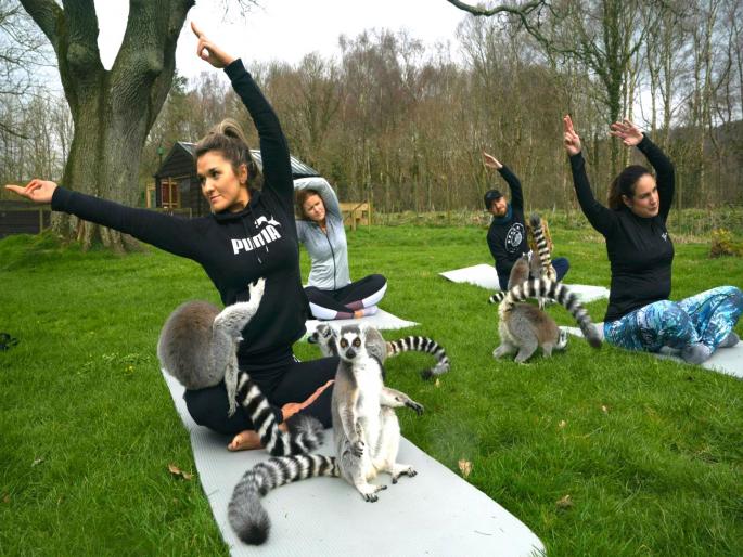Yoga with lemurs UK hotel starts Lemoga classes that Netizen's find adorable | 'या' हॉटेलमध्ये लेमूरसोबत योगा क्लासेसची सुरुवात, तणाव दूर होण्याचा दावा!
