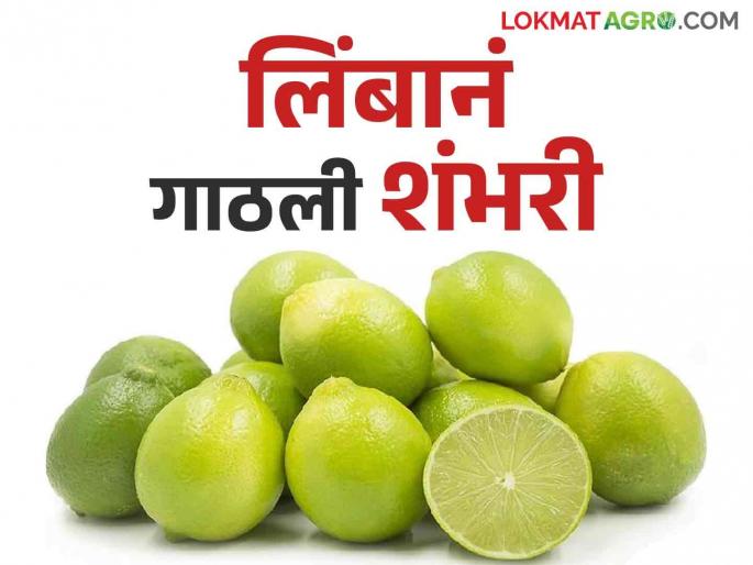 Even in the rainy season good demand of lemons got the highest price for the first time | ऐन पावसाळ्यातही लिंबाला मोठी मागणी पहिल्यांदाच मिळाला सर्वोच्च दर Even in the rainy season good demand of lemons got the highest price for the first time | ऐन पावसाळ्यातही लिंबाला मोठी मागणी पहिल्यांदाच मिळाला सर्वोच्च दर