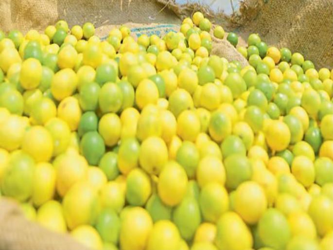 pune lemons have become more expensive as the heat of the sun increases one lemon costs Rs 10 | उन्हाचा चटका वाढल्याने लिंबाला आला ‘भाव’, एक लिंबू १० रुपयांना pune lemons have become more expensive as the heat of the sun increases one lemon costs Rs 10 | उन्हाचा चटका वाढल्याने लिंबाला आला ‘भाव’, एक लिंबू १० रुपयांना