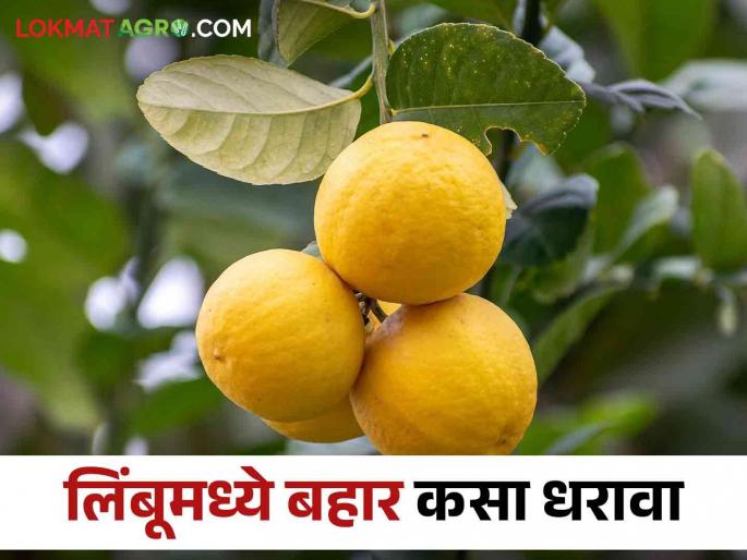 According to the market study, how to bahar management in lemon | बाजारपेठेच्या अभ्यासानुसार लिंबू फळपिकात कसा धरावा बहार According to the market study, how to bahar management in lemon | बाजारपेठेच्या अभ्यासानुसार लिंबू फळपिकात कसा धरावा बहार