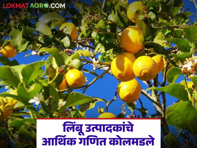 latest news Lemon Farmers Crisis: Lemon growers' financial calculations have collapsed; Farmers are suffering due to weather uncertainty | Lemon Farmers Crisis : लिंबू उत्पादकांचे आर्थिक गणित कोलमडले; हवामानातील अनिश्चिततेमुळे शेतकरी त्रस्त latest news Lemon Farmers Crisis: Lemon growers' financial calculations have collapsed; Farmers are suffering due to weather uncertainty | Lemon Farmers Crisis : लिंबू उत्पादकांचे आर्थिक गणित कोलमडले; हवामानातील अनिश्चिततेमुळे शेतकरी त्रस्त