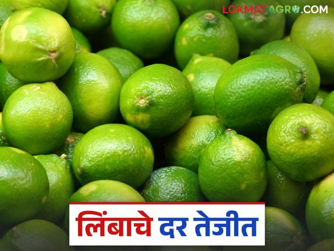 On one hand, production decreased due to the vagaries of nature; on the other hand, lemon prices rise due to increased demand. | एकीकडे निसर्गाच्या लहरीपणामुळे उत्पादन घटले; दुसरीकडे मागणी वाढल्याने लिंबू दर तेजीत