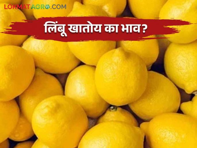 Lemon Market Update: What is the price of lemon on the day of Ghatasthana Read in detail | Lemon Market Update : घटस्थापनेच्या दिवशी काय मिळतोय लिंबूला दर वाचा सविस्तर Lemon Market Update: What is the price of lemon on the day of Ghatasthana Read in detail | Lemon Market Update : घटस्थापनेच्या दिवशी काय मिळतोय लिंबूला दर वाचा सविस्तर