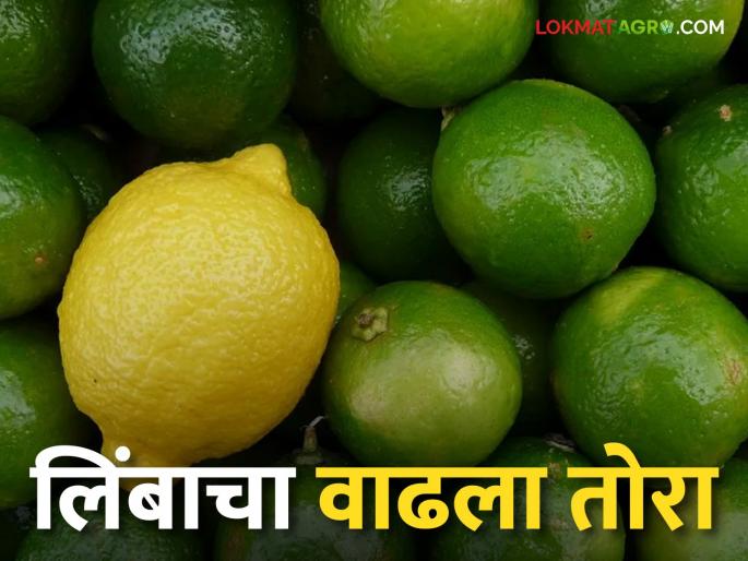 As the heat rises, the lemon rows; Read what rates are available | Lemon Market ऊन वाढताच लिंबाचा वाढला तोरा; वाचा काय मिळतोय दर As the heat rises, the lemon rows; Read what rates are available | Lemon Market ऊन वाढताच लिंबाचा वाढला तोरा; वाचा काय मिळतोय दर