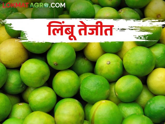 Lemon orchards hit by bad weather; Getting the highest market price | लिंबू बागांना अवकाळीचा फटका; मिळतोय उच्चांकी बाजारभाव Lemon orchards hit by bad weather; Getting the highest market price | लिंबू बागांना अवकाळीचा फटका; मिळतोय उच्चांकी बाजारभाव