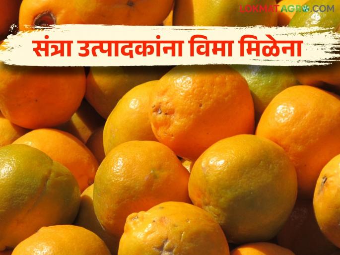 fits in the criteria; then also Orange growers do not get insurance! | Orange Crop Insurance : निकषात बसत असूनही संत्रा उत्पादकांना विमा मिळेना! fits in the criteria; then also Orange growers do not get insurance! | Orange Crop Insurance : निकषात बसत असूनही संत्रा उत्पादकांना विमा मिळेना!