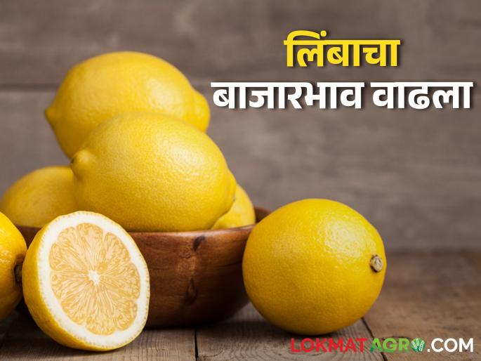 The price of lemon has increased due to low arrivals in the Lemon Market | Lemon Market आवक कमी असल्याने लिंबाचा भाव वधारला The price of lemon has increased due to low arrivals in the Lemon Market | Lemon Market आवक कमी असल्याने लिंबाचा भाव वधारला