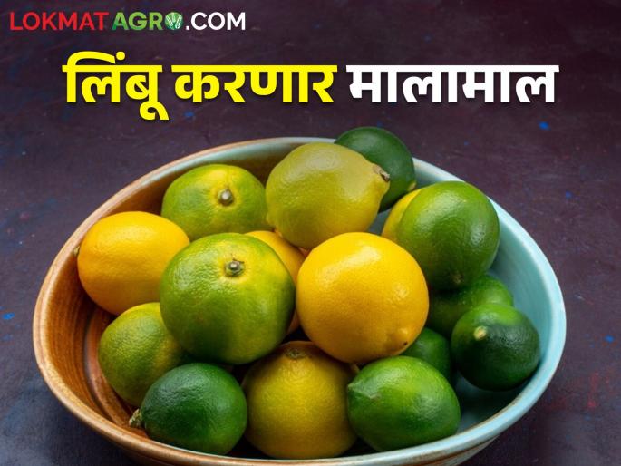 As the temperature raise, the price of lemon also increased | तापमानाचा पारा चढला.. लिंबाची आवक घटली बाजारभाव वाढला As the temperature raise, the price of lemon also increased | तापमानाचा पारा चढला.. लिंबाची आवक घटली बाजारभाव वाढला