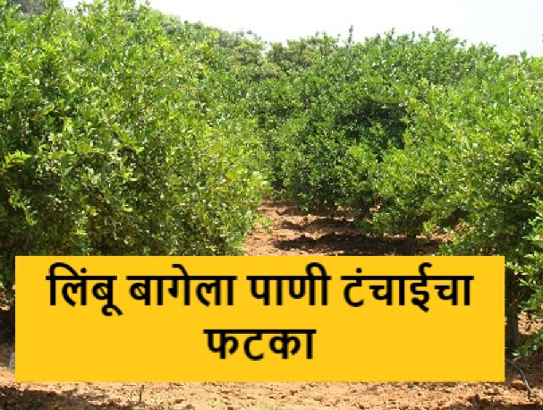 Latest news Effect of water shortage on lemon orchard in Baglan taluka | बागलाण तालुक्यात पाणीटंचाईचा फटका, एक एकरवरील लिंबू बाग सोडण्याची वेळ 