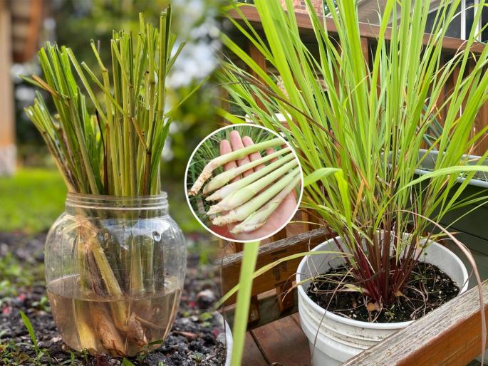 Easy and useful 5 gardening tips, grow beautiful lemongrass in your yard or home | घरात लहानशा कुंडीत लावलेला गवतीचहाही ठेवतो घर प्रसन्न, ५ टिप्स-गवतीचहा वाढेल भरभर