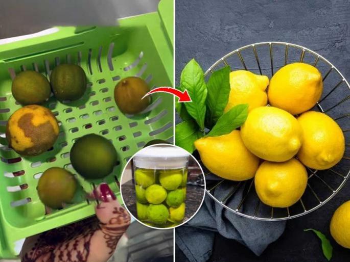 How to keep lemons fresh and juicy for one month Best way to store lemons in the refrigerator without drying Why do lemons turn black in the fridge and how to prevent it | फ्रिजमध्ये ठेवलेले लिंबू सुकतात- काळे पडतात? ४ टिप्स, महिनाभर रसाळ-ताजे राहतील लिंबू How to keep lemons fresh and juicy for one month Best way to store lemons in the refrigerator without drying Why do lemons turn black in the fridge and how to prevent it | फ्रिजमध्ये ठेवलेले लिंबू सुकतात- काळे पडतात? ४ टिप्स, महिनाभर रसाळ-ताजे राहतील लिंबू