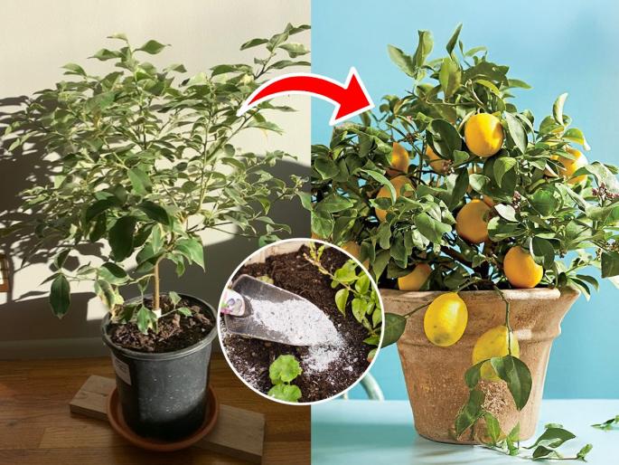Gardening tips how to grow lemon tree fast best natural fertilizer just 10 rupees in monsoon how to care lemon plant | झाड वाढलं पण लिंबाचा पत्ता नाही? १० रुपयांची गोष्ट मातीत घाला, येतील पिवळेधम्मक लिंबू