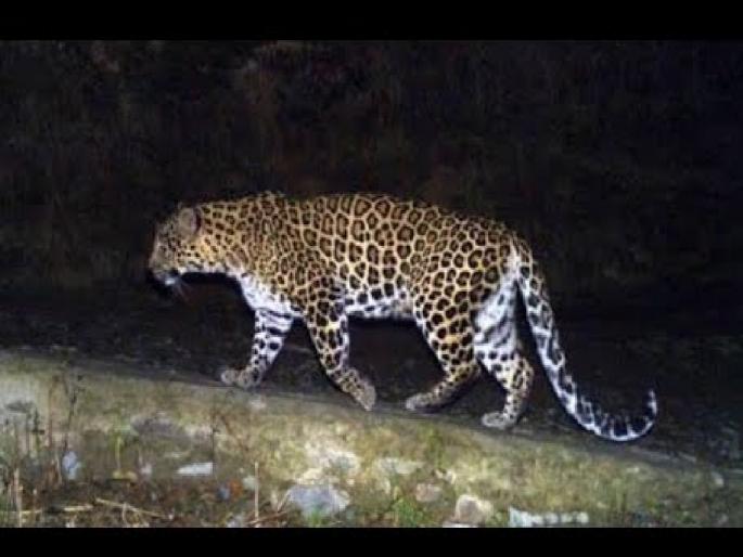 Leopards in Ankli area, Search started from forest department | अंकली परिसरात बिबट्या? वनखात्याकडून शोध सुरु Leopards in Ankli area, Search started from forest department | अंकली परिसरात बिबट्या? वनखात्याकडून शोध सुरु