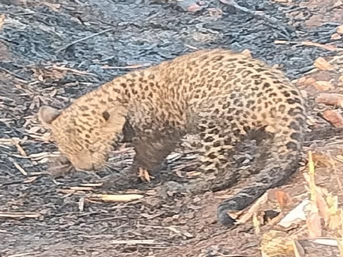 A leopard's calf was found Shiwar in the emergency situation in Talbid Satara District | Satara: अत्यावस्थेत बिबट्याचा बछडा शिवारात आढळला, वनविभागाने घेतले ताब्यात; उपचार सुरू A leopard's calf was found Shiwar in the emergency situation in Talbid Satara District | Satara: अत्यावस्थेत बिबट्याचा बछडा शिवारात आढळला, वनविभागाने घेतले ताब्यात; उपचार सुरू