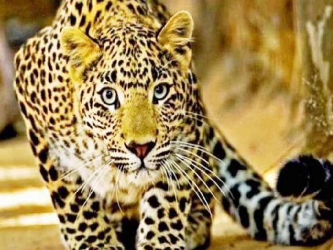 The leopard entered the house directly at Chiplun | कोंबड्यांच्या शिकारीच्या नादात बिबट्या घुसला थेट घरात, दोघे जखमी The leopard entered the house directly at Chiplun | कोंबड्यांच्या शिकारीच्या नादात बिबट्या घुसला थेट घरात, दोघे जखमी