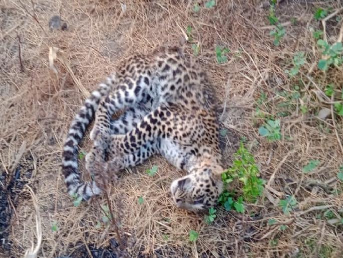 Leopard found dead in fram karad takula satara | Satara: शिवारात बिबट्या मृतावस्थेत आढळला, कराड तालुक्यातील घटना Leopard found dead in fram karad takula satara | Satara: शिवारात बिबट्या मृतावस्थेत आढळला, कराड तालुक्यातील घटना