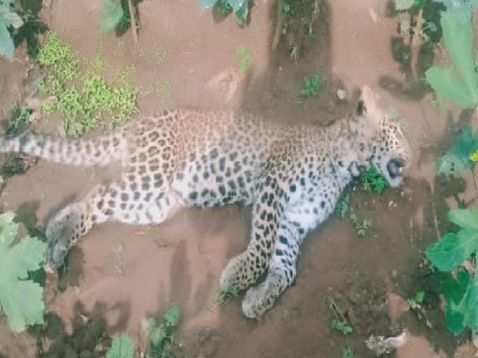 Dead leopard calf found in Kondsar Ratnagiri | रत्नागिरी: कोंडसरमध्ये आढळला बिबट्याचा मृत बछडा Dead leopard calf found in Kondsar Ratnagiri | रत्नागिरी: कोंडसरमध्ये आढळला बिबट्याचा मृत बछडा