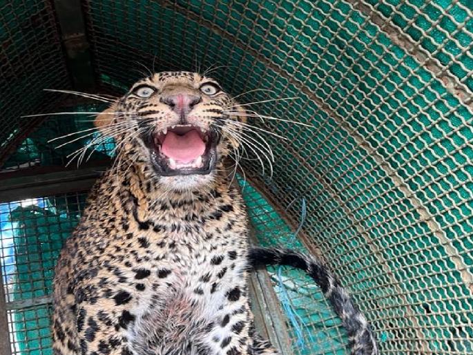 While chasing the prey, the leopard fell into the well, The forest department pulled out safely | भक्षाचा पाठलाग करताना बिबट्या विहिरीत पडला, वनविभागाने सुखरूप बाहेर काढले While chasing the prey, the leopard fell into the well, The forest department pulled out safely | भक्षाचा पाठलाग करताना बिबट्या विहिरीत पडला, वनविभागाने सुखरूप बाहेर काढले