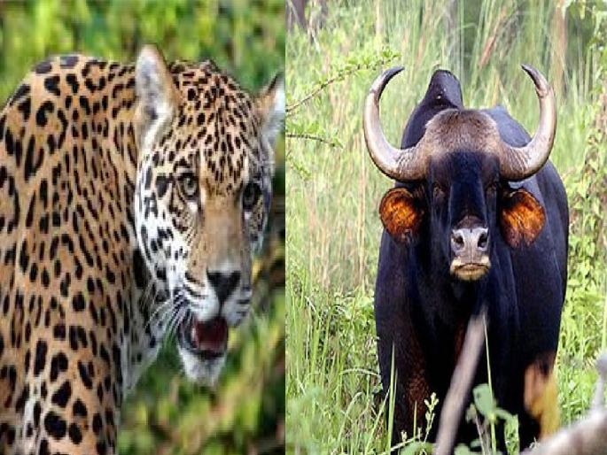 Aid of half a crore to the heirs of wild animal attacks, Eight people died in Kolhapur district | वन्यप्राण्यांच्या हल्ल्यातील वारसांना सव्वा कोटींची मदत, कोल्हापूर जिल्ह्यात आठ जणांचा मृत्यू  Aid of half a crore to the heirs of wild animal attacks, Eight people died in Kolhapur district | वन्यप्राण्यांच्या हल्ल्यातील वारसांना सव्वा कोटींची मदत, कोल्हापूर जिल्ह्यात आठ जणांचा मृत्यू