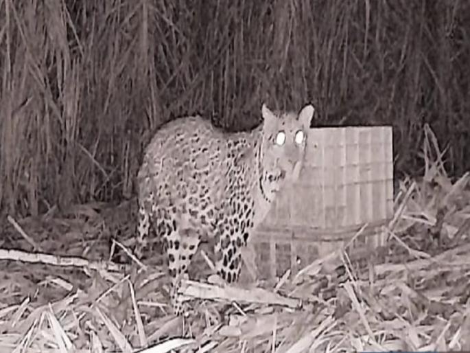 Leopard cub rests in mother lap, cameras watch all night in Satara | Satara: बिबट्याची बछडी आईच्या कुशीत विसावली, रात्रभर कॅमेऱ्यांचा ‘वॉच’ Leopard cub rests in mother lap, cameras watch all night in Satara | Satara: बिबट्याची बछडी आईच्या कुशीत विसावली, रात्रभर कॅमेऱ्यांचा ‘वॉच’