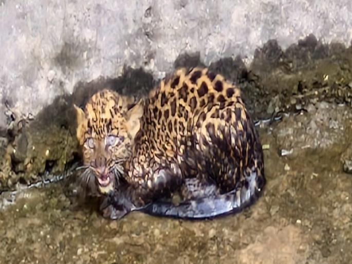 Leopard calf falls into well in karad satara; Rescue operation started | Satara: बिबट्याचा बछडा विहिरीत पडला; रेस्क्यू ऑपरेशन सुरू Leopard calf falls into well in karad satara; Rescue operation started | Satara: बिबट्याचा बछडा विहिरीत पडला; रेस्क्यू ऑपरेशन सुरू