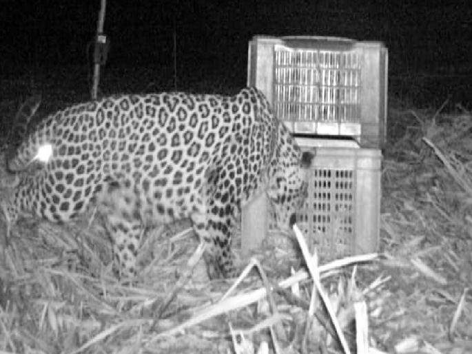 The forest department organized the reunion of the female leopard and the cubs in satara | वन विभागाने घडवली मादी बिबट्या अन् बछड्यांची पुनर्भेट, साताऱ्यातील कऱ्हाडमधील घटना The forest department organized the reunion of the female leopard and the cubs in satara | वन विभागाने घडवली मादी बिबट्या अन् बछड्यांची पुनर्भेट, साताऱ्यातील कऱ्हाडमधील घटना