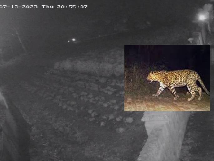 A pair of leopards caught on CCTV in Kalantrewadi Satara, a team of forest department reached the spot. | Satara: कळंत्रेवाडीत बिबट्याची जोडी सीसीटीव्हीत कैद, वनविभागाच्या पथकाने घटनास्थळी केली पाहणी A pair of leopards caught on CCTV in Kalantrewadi Satara, a team of forest department reached the spot. | Satara: कळंत्रेवाडीत बिबट्याची जोडी सीसीटीव्हीत कैद, वनविभागाच्या पथकाने घटनास्थळी केली पाहणी