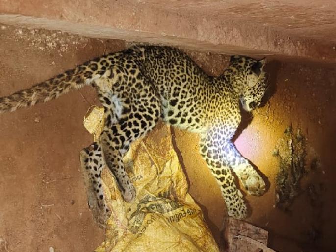 Leopard died of starvation in Rajapur | Ratnagiri: राजापुरात बिबट्याचा उपासमारीने मृत्यू Leopard died of starvation in Rajapur | Ratnagiri: राजापुरात बिबट्याचा उपासमारीने मृत्यू
