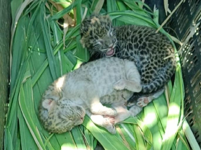 Panchubri leopard calf finally in mother lap, three days of struggle successful in Sangli | Sangli: पांचुब्रीतील बिबट्याची बछडी अखेर आईच्या कुशीत, तीन दिवसांची धडपड यशस्वी