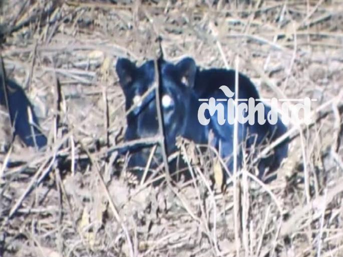 Sighting of Black Leopard at Amboli Chowkul | Sindhudurg: आंबोली-चौकुळ येथे काळ्या बिबट्याचे दर्शन Sighting of Black Leopard at Amboli Chowkul | Sindhudurg: आंबोली-चौकुळ येथे काळ्या बिबट्याचे दर्शन